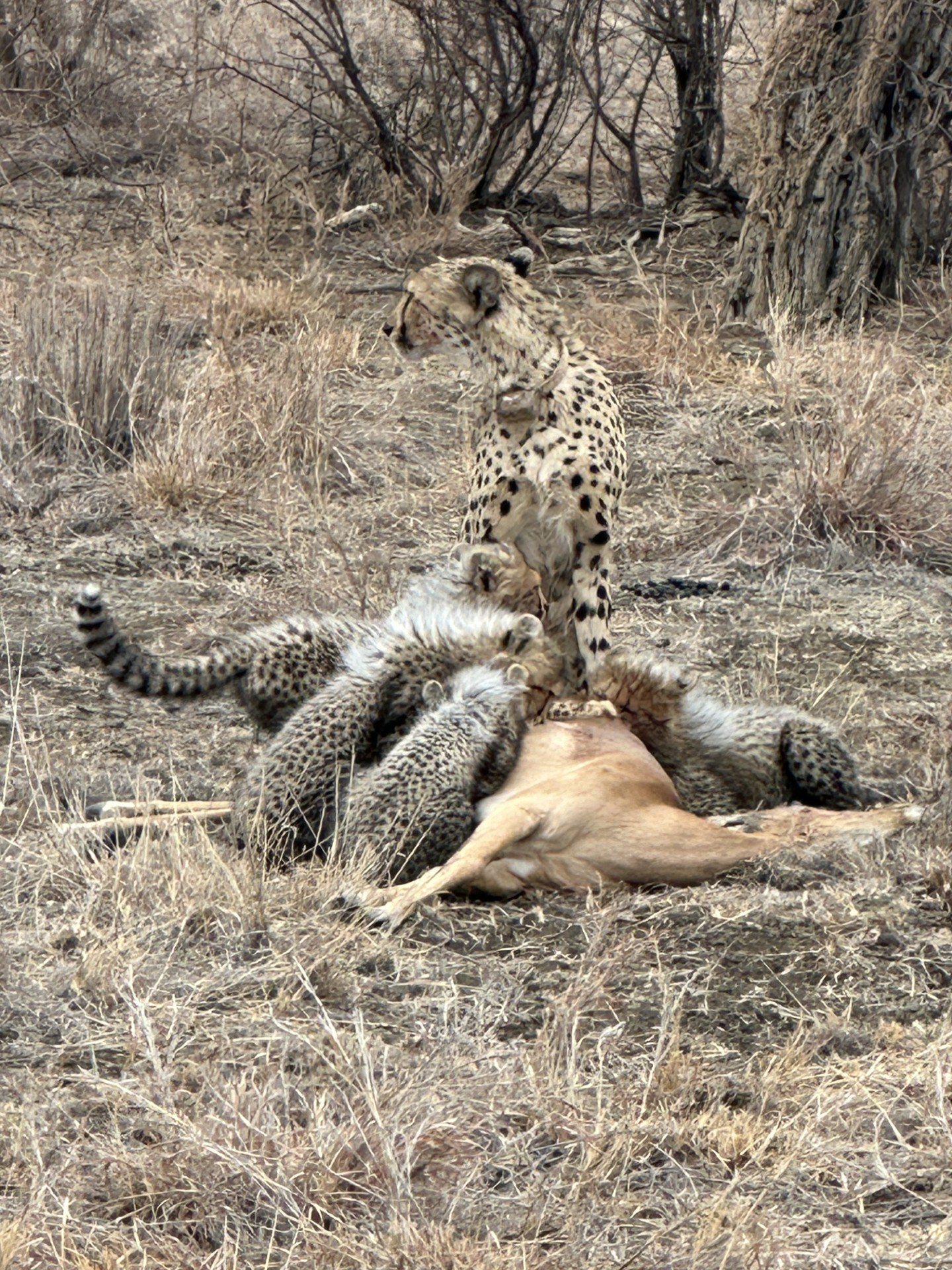 Roberta Writes – d’Verse Quadrille #206 Around the Bend #cheetahkill # ...