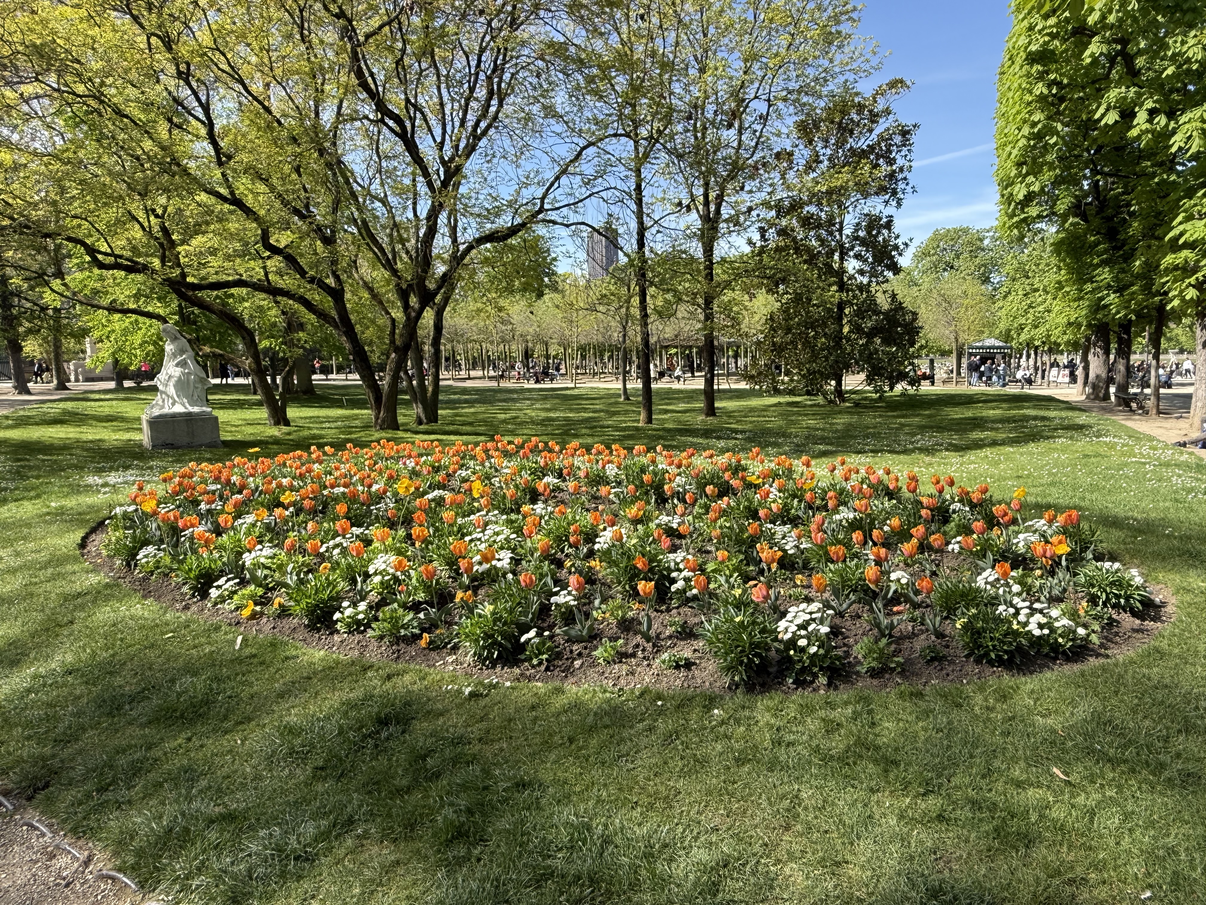 Flowerbed of orange and yellow tulips with some white flowers