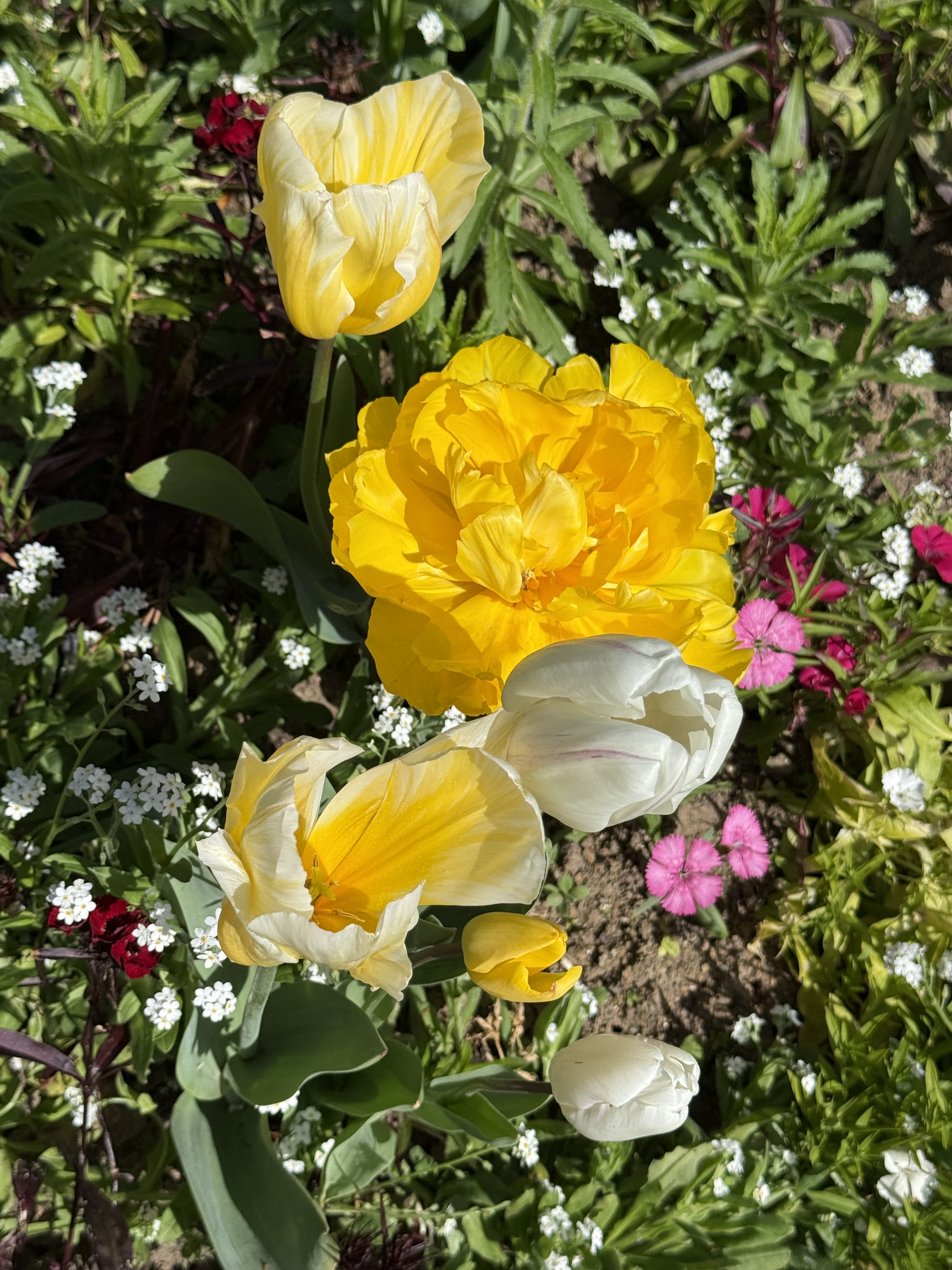 A picture of yellow and white tulips - closeup