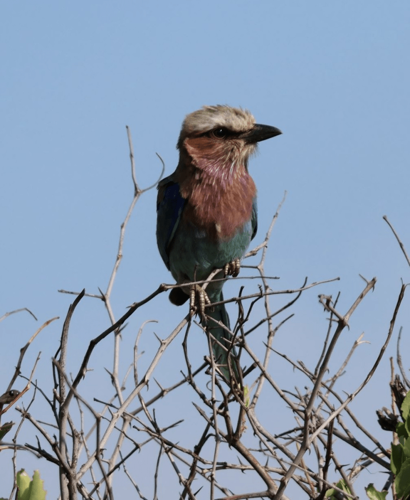 Close up of a lilac-breasted roller sitting on a slender branch of a tree in the Madikwe Game Reserve. Photograph by Robbie Cheadle.