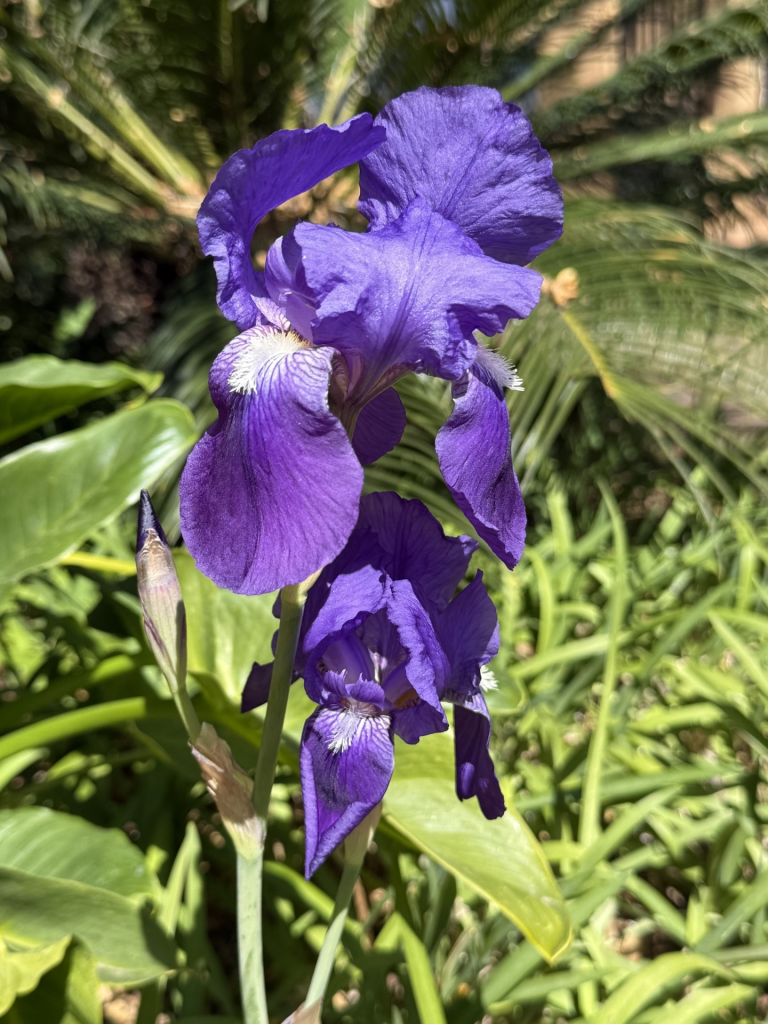 Purple iris against a background of green foliage. 