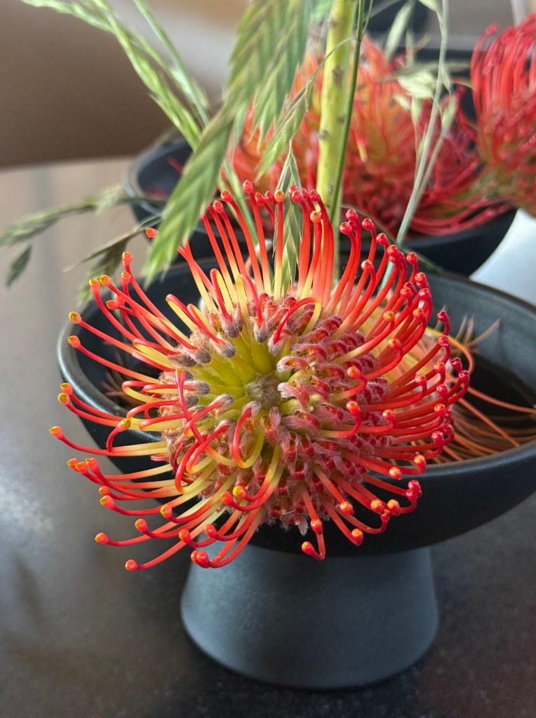 Close up of a single pincushion protea. The red tipped orange petals are narrow and curve inwards above its yellow centre hence its name - pincushion protea.