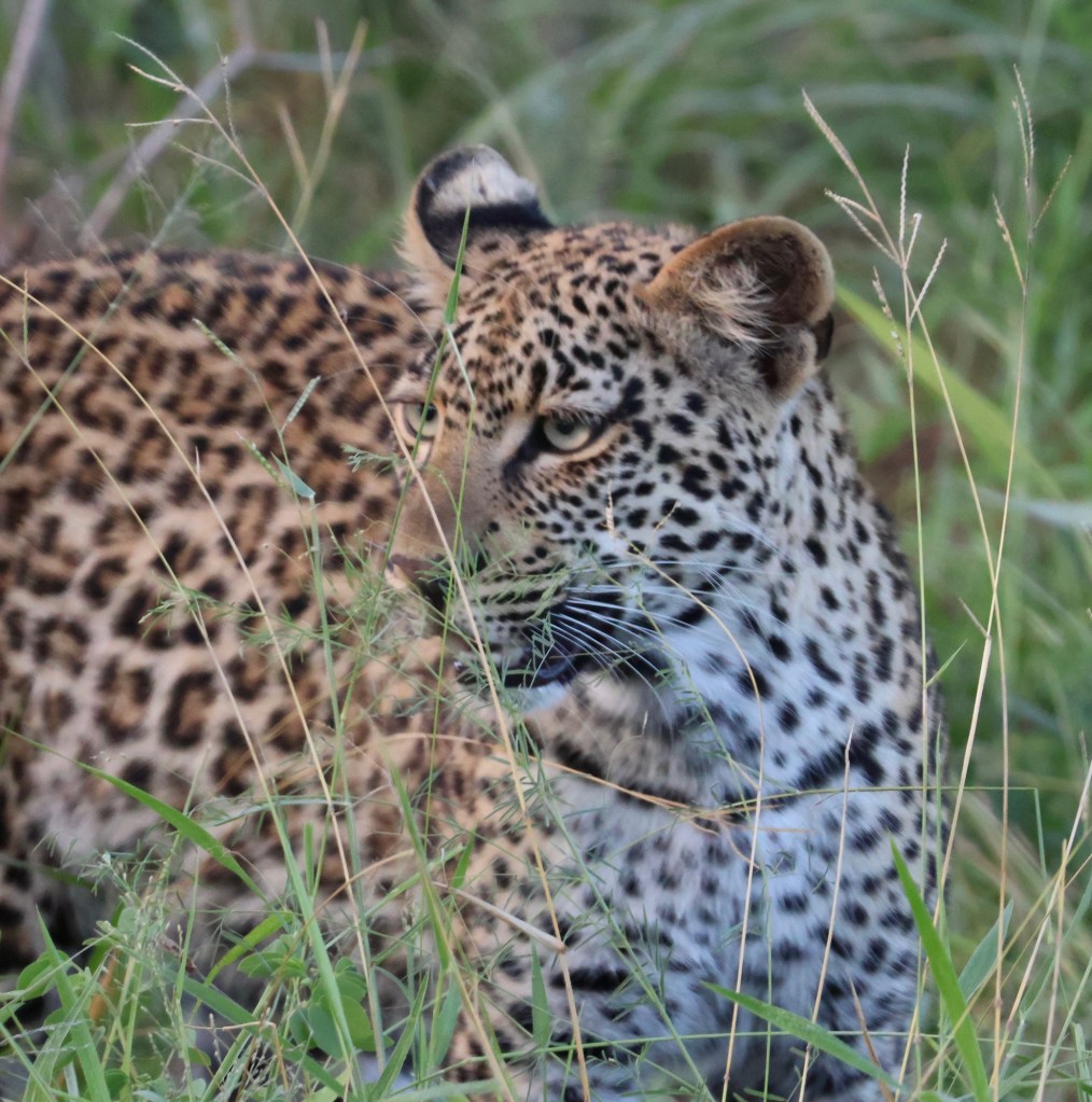 Leopard in the long summer veld grass with black spots on its white neck and chest fur. 