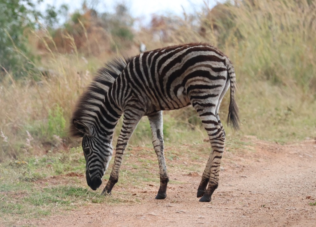 Zebra foal with white stripes on its black body.