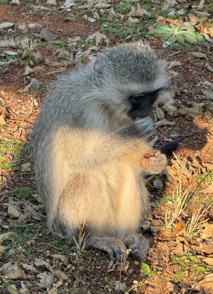 Vervet monkey chewing on a treat. The monkey was turning towards me.