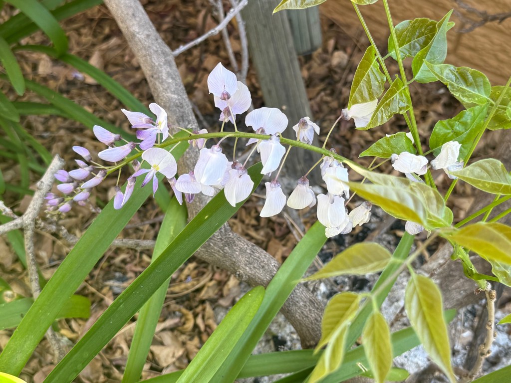 A close up of a single wisteria flower. Its petals are white and purple.