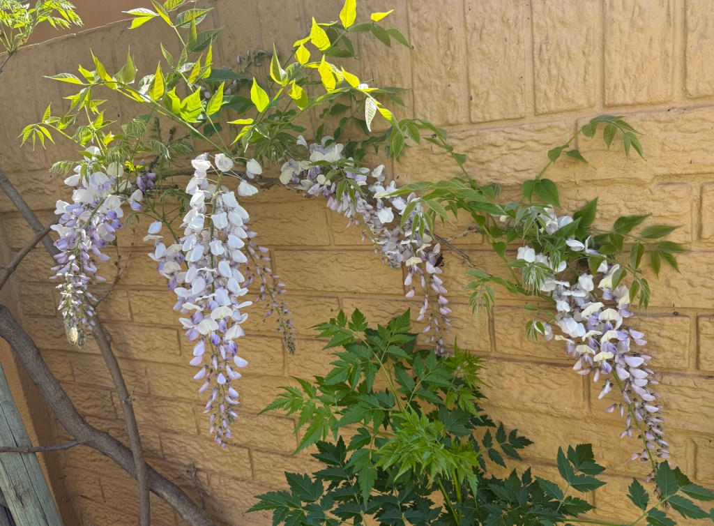 Picture caption: A cluster of four wisteria flowers against the garden wall.