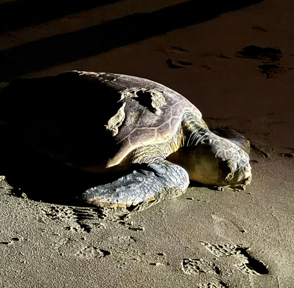 Loggerhead turtle making its way down to the water after laying its eggs.